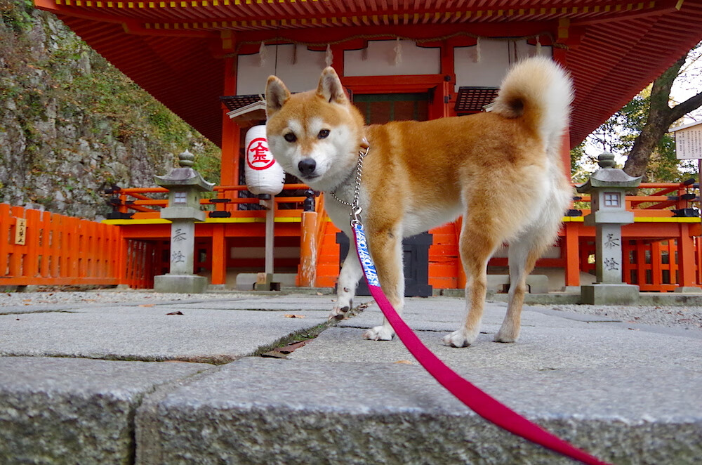“风云再起”——那些年激动人心的WRC逆转瞬间