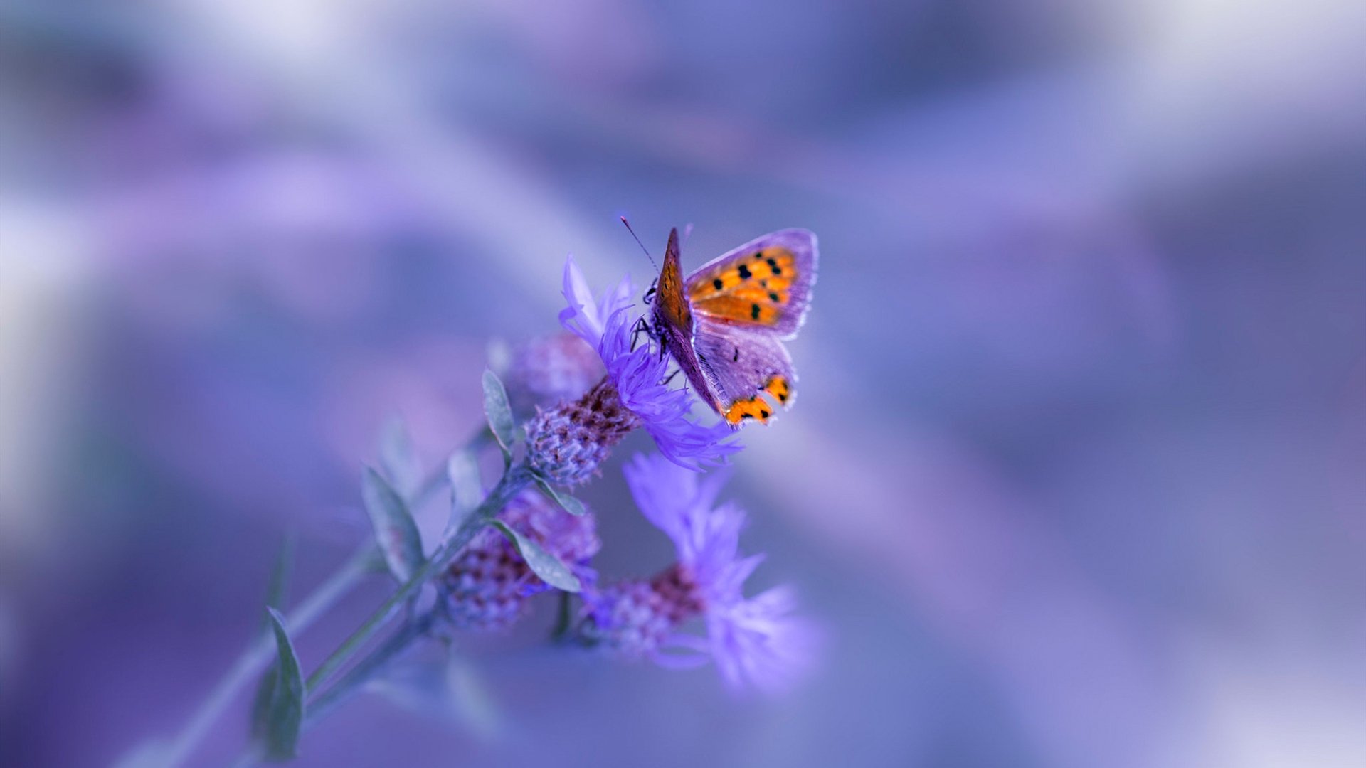 中国足球产业“十四五”规划引领行业步入高质量发展新阶段,中国足球产业发展现状