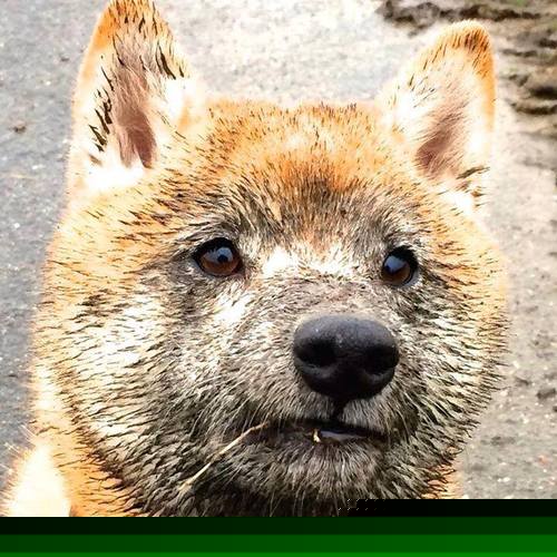 德国羽毛球队员表示：“我们将继续努力，为下届奥运会做好准备”