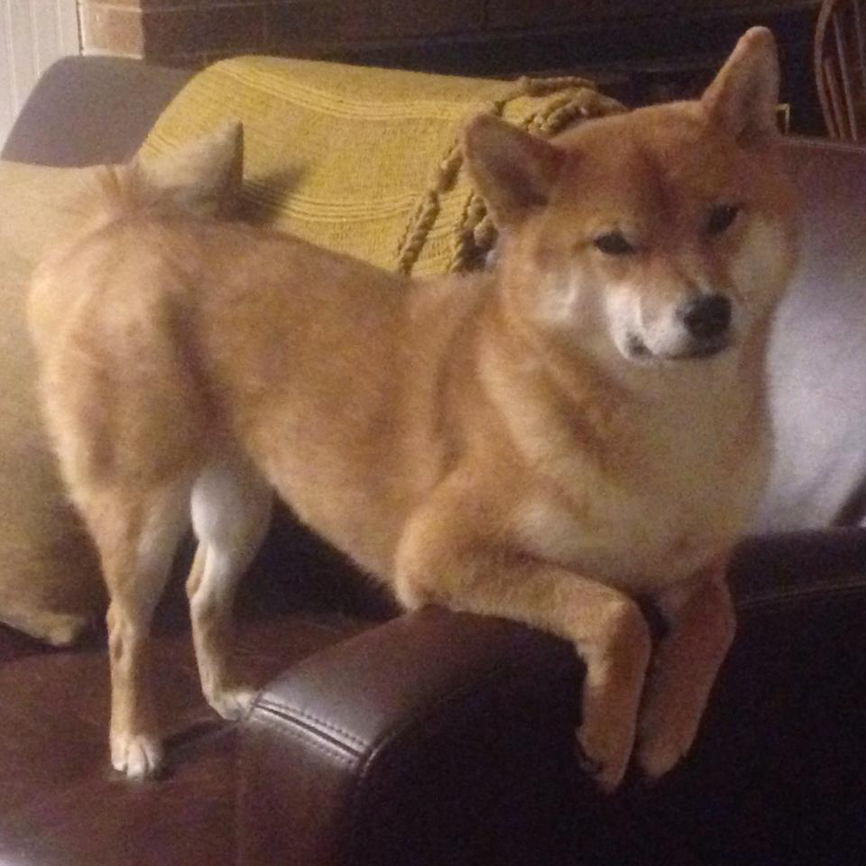 高校电竞联赛火热举行，校园文化新风尚，高校电竞比赛赛制