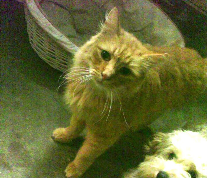 全国田径大奖赛解放军队包揽冠军，全国田径比赛