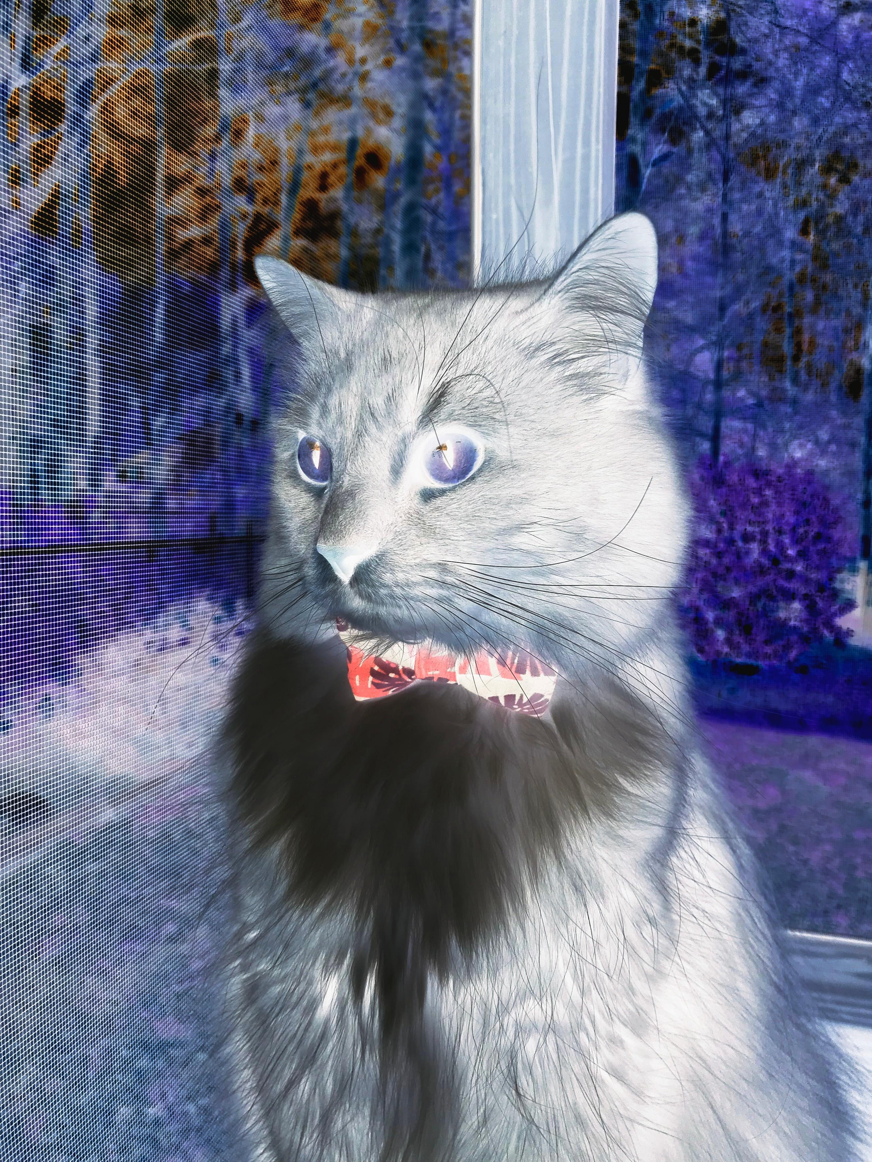 领袖角色在更衣室影响力如何传导至场上执行，领袖型人物代表