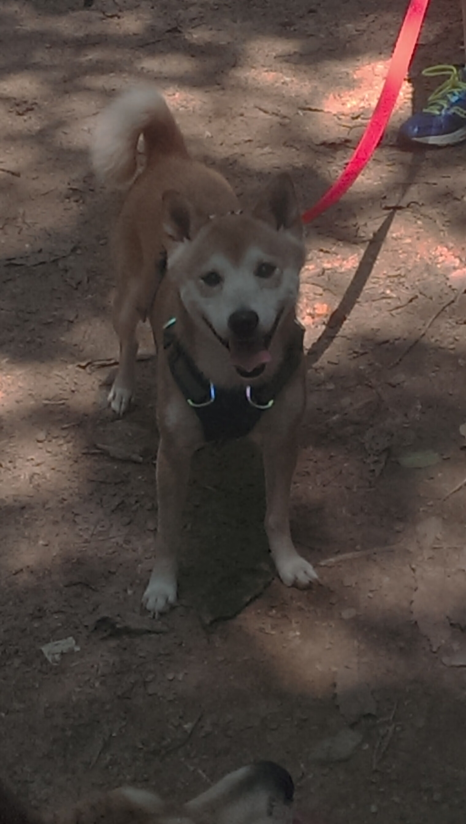 领袖角色在更衣室影响力如何传导至场上执行，领袖型人物代表