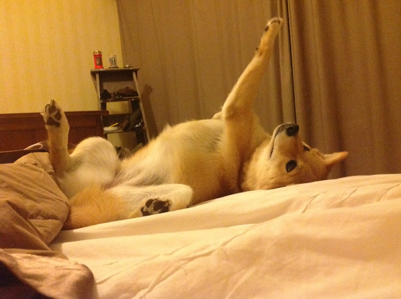 凯蒂·莱德基赛场风采尽显冠军风范，凯蒂莱德基训练方案