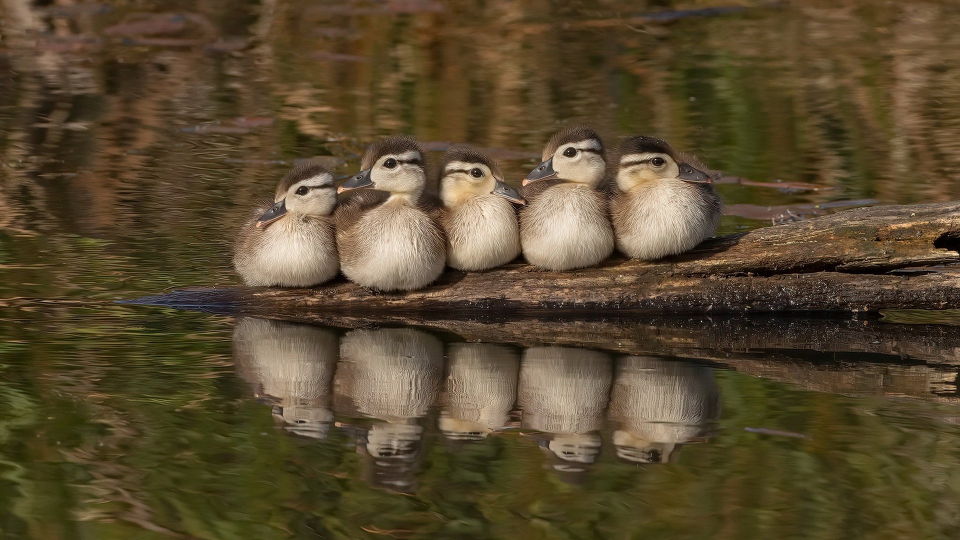 拜仁慕尼黑持续高歌猛进，德甲领跑在望