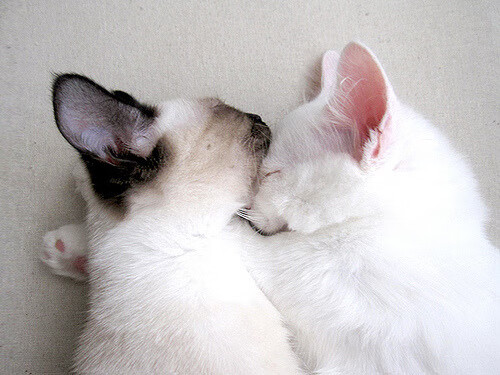 普费夫决赛冲刺阶段爆发力惊艳全场，普菲洛夫28勇士