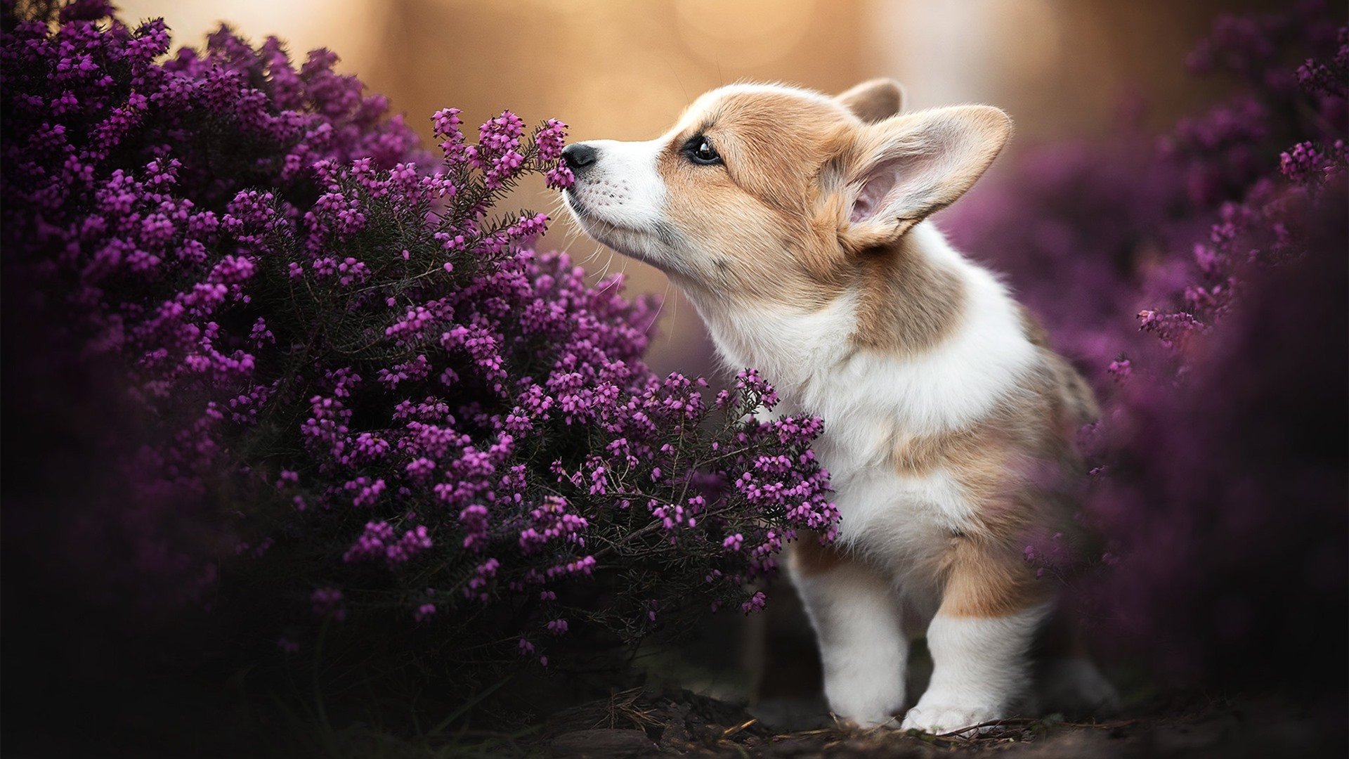 苏格兰橄榄球政策推动青训体系，培养新一代球员，苏格兰 球员