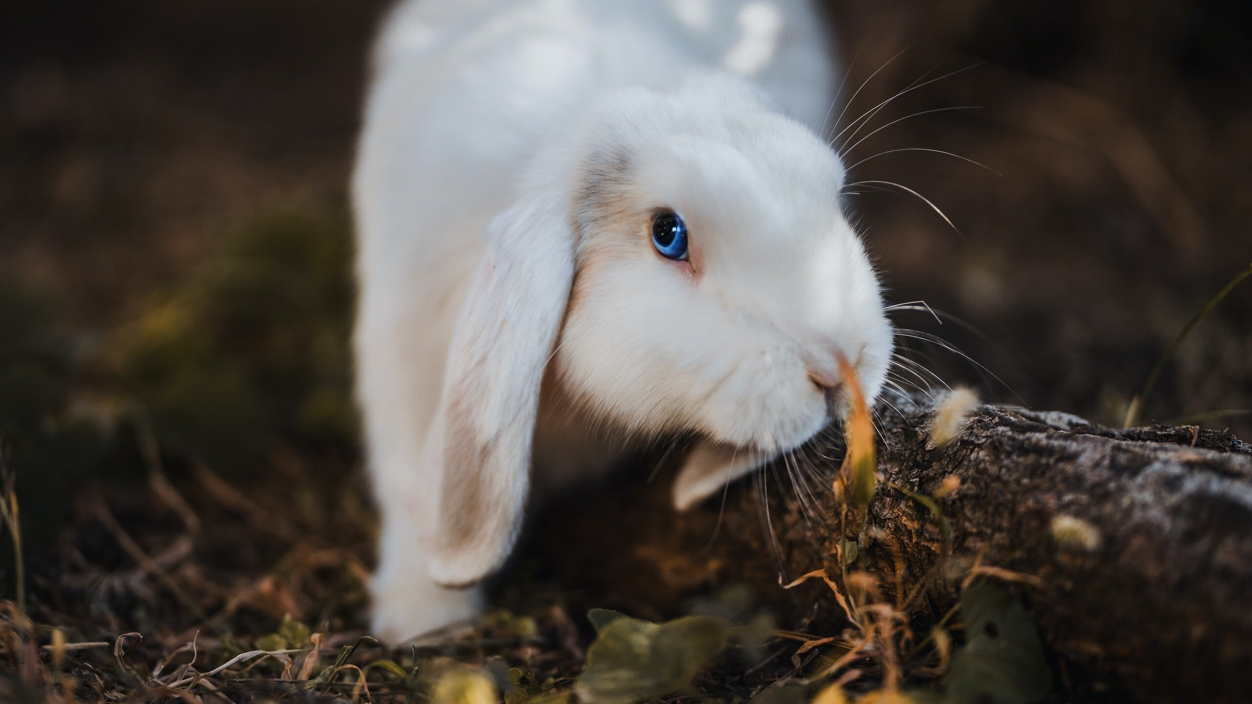 蝶泳波兰新星快速崛起,蝶泳波浪
